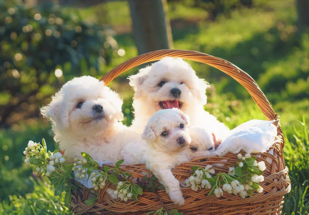 bichon frise rescue illinois