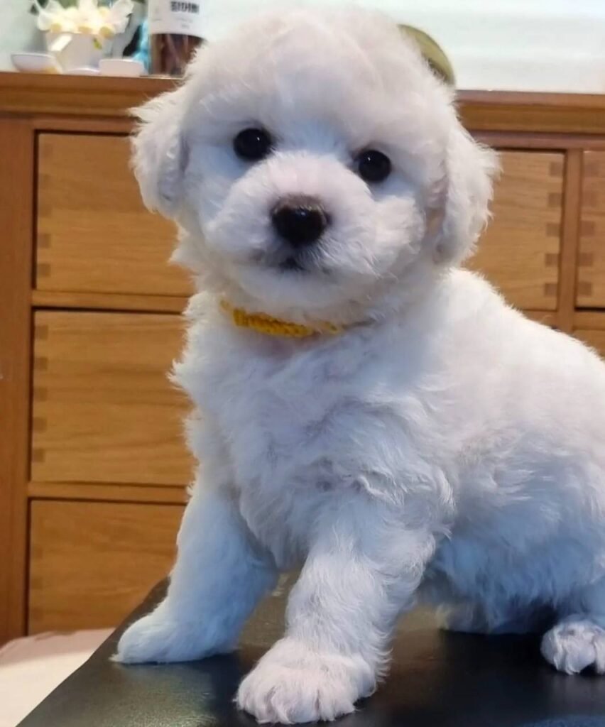 bichon frise oklahoma